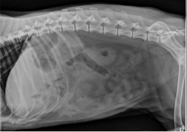 Figure 1. Lateral abdominal radiograph.Radiology View: What’s Your Read?