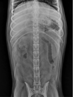 Figure 2. Ventrodorsal abdominal radiograph. Radiology View: What’s Your Read?