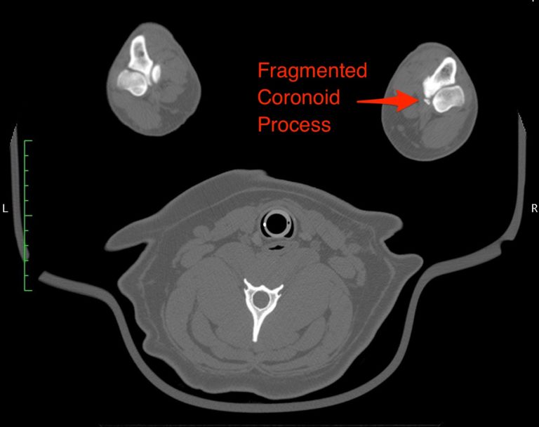 Figure 3. CT of front leg of a dog with foreleg lameness. Note the Fragmented Coronoid Process.