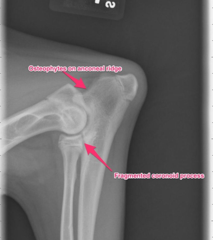 Figure 1. Lateral radiograph of the elbow on a dog with foreleg lameness. Note the osteophytes on anconeal ridge and fragmented coronoid process.