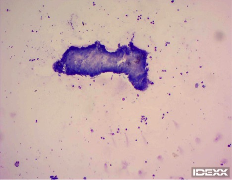 Figure 2. Abdominal fluid cytology in a dog viewed at 100X. 