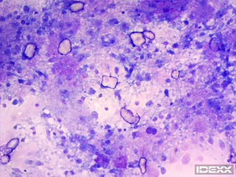 Calcareous corpuscles in a dog. 100x.