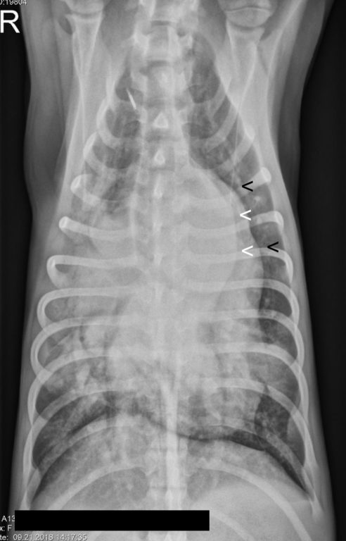 13-week-old female Labrador Retriever mix with PDA VD Xray