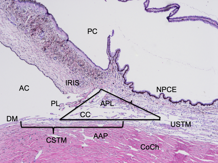 Diagnosis and Treatment of Canine Glaucoma