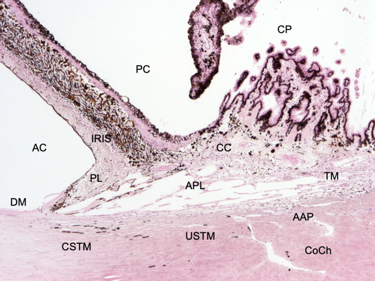 Diagnosis and Treatment of Canine Glaucoma