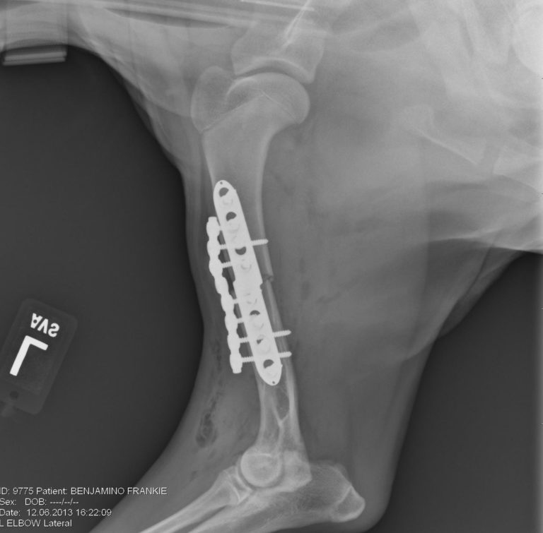 Figure 4. Lateral radiograph of the left front leg after sliding humeral osteotomy (SHO).