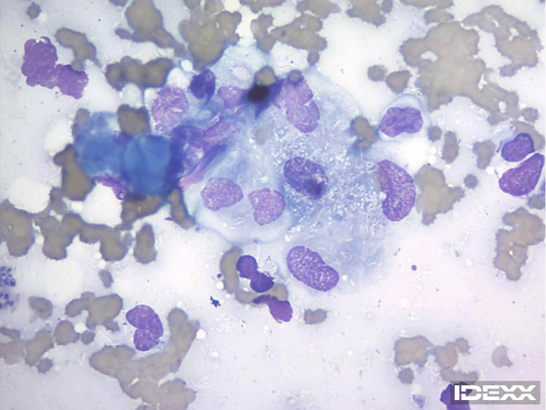 Figure 1. Lymph node cytology from a cat. 100x objective. 