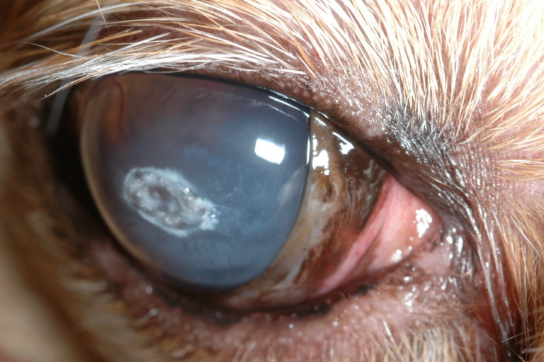 Figure 2.  Corneal calcium degeneration in a dog. Notice the irregular corneal surface.