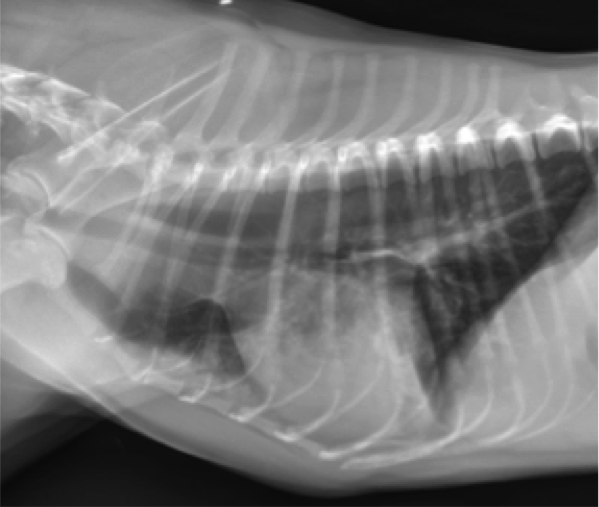 Figure 2. Lateral thoracic radiograph from a dog showing an alveolar pattern. Note the areas of increased soft tissue opacity in the lungs that completely obscures pulmonary blood vessels.