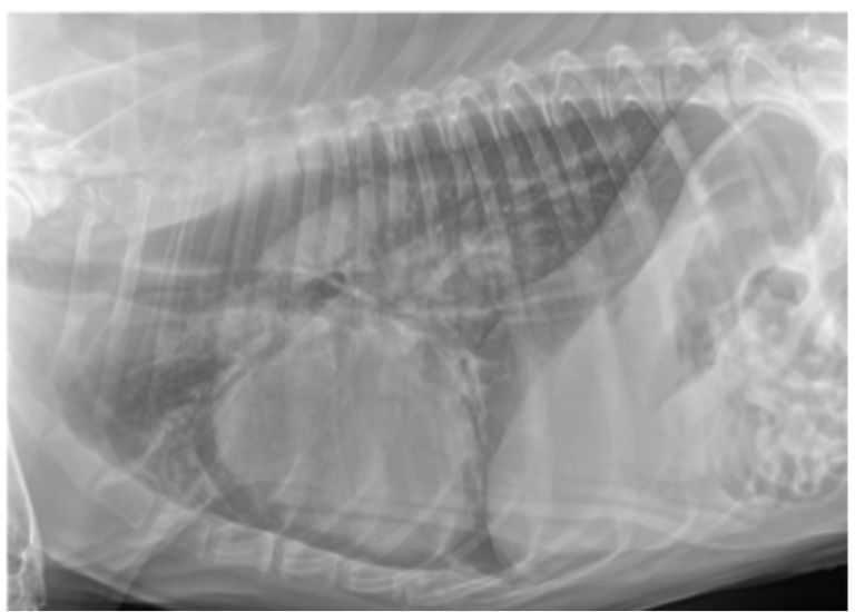 Figure 1. Lateral thoracic radiograph from a dog showing an unstructured interstitial pattern. Note the increased soft tissue opacity in the lungs that partially obscures blood vessel margins.