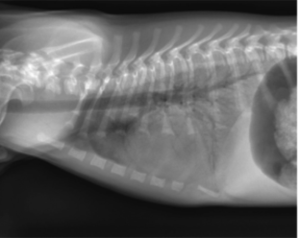 Figure 3. Lateral thoracic radiograph from a dog showing an alveolar pattern. Note the areas of increased soft tissue opacity in the lungs that completely obscures pulmonary blood vessels.