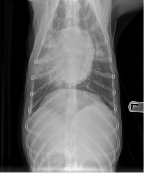 Figure 4. Ventodorsal thoracic radiograph from a dog with aspiration pneumonia. Note the consolidation of the right middle lung lobe.