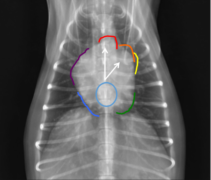 Figure 5. Vendrodorsal thoracic radiograph from a dog demonstrating the clock-face analogy. Note that 12 o’clock: Aortic Arch (red), 10’oclock: Main Pulomary Artery (orange), 2 o’clock: Left Auricle (yellow), 4-5 o’clock: Left Ventricle (green), 6 o’clock: Left Atrium (light blue) , 7-8 o’clock: Right Ventricle (Medium blue), 9-10 o’clock: Right Atrium (purple).