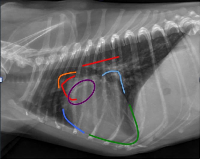 Figure 6. Lateral thoracic radiograph from a dog demonstrating the clock-face analogy. Note Aortic Arch (red), Main Pulmonary Artery (orange), Left Ventricle (green), Left Atrium (light blue), Right Ventricle (Medium blue), Right Atrium (purple).