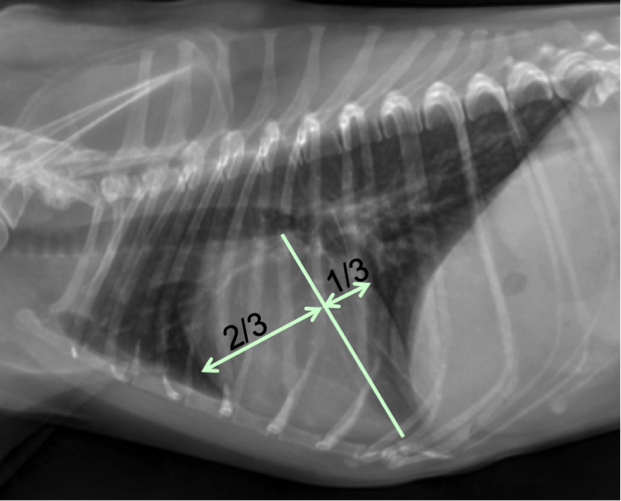 Figure 7. Lateral thoracic radiograph from a dog. If you drop an imaginary line (or draw a line) from the carina to the apex of the heart, 2/3rds of the heart should be cranial to the line and 1/3rd should be caudal in a normal patient (dogs). 