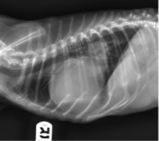 Figure 8. Lateral thoracic radiograph from a dog. Notice the increased apicobasilar dimension causing dorsal displacement of carina, enlargement of left atrium and auricle, and dorsolateral displacement of caudal bronchi.