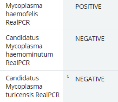 Figure 4. RealPCR testing in 3-year-old anemic cat. 