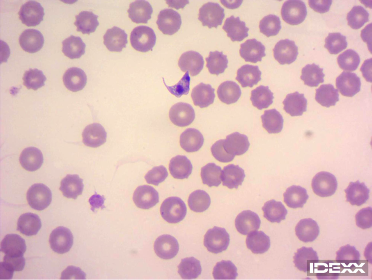 Blood film of a dog with Trypanosomiasis infection. 