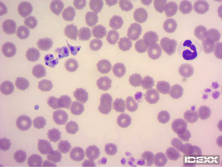 Blood film of a dog with Trypanosomiasis infection also known as Chagas Disease. 