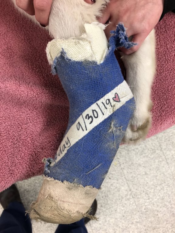Example of a bandage on a leg chewed up by a dog.