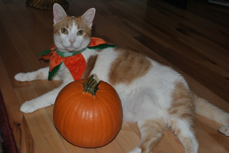 Plumpkin the orange and white cat with her Halloween pumpkin 