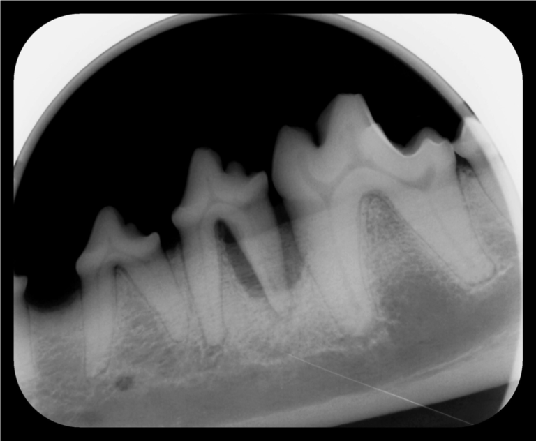 Dental X-ray of a dog that needs its teeth cleaned. 