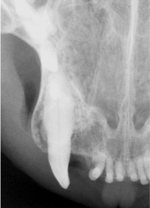 Dental Xray from a Cat.