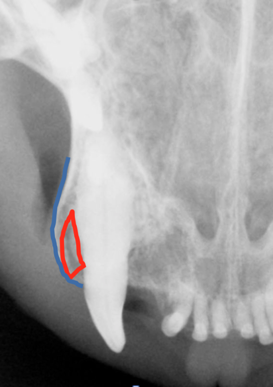 Dental radiograph from a cat with swelling of the gingiva.