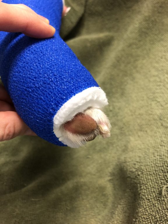 Bandage on a dog leg showing it is too short. Too much of the nails and pads are exposed. 