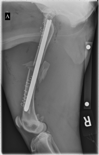 Interlocking Nail Fracture Fixation and the Benefits of Minimally Invasive Osteosynthesis in Dogs and Cats