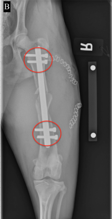 Interlocking Nail Fracture Fixation and the Benefits of Minimally Invasive Osteosynthesis in Dogs and Cats