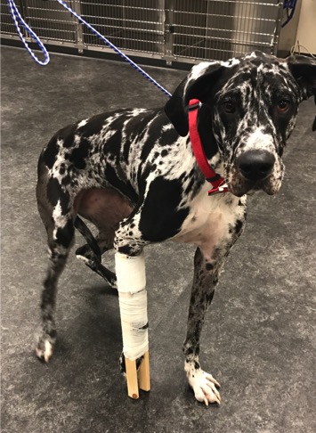 Improper tape placement on a dog with a bandage. 