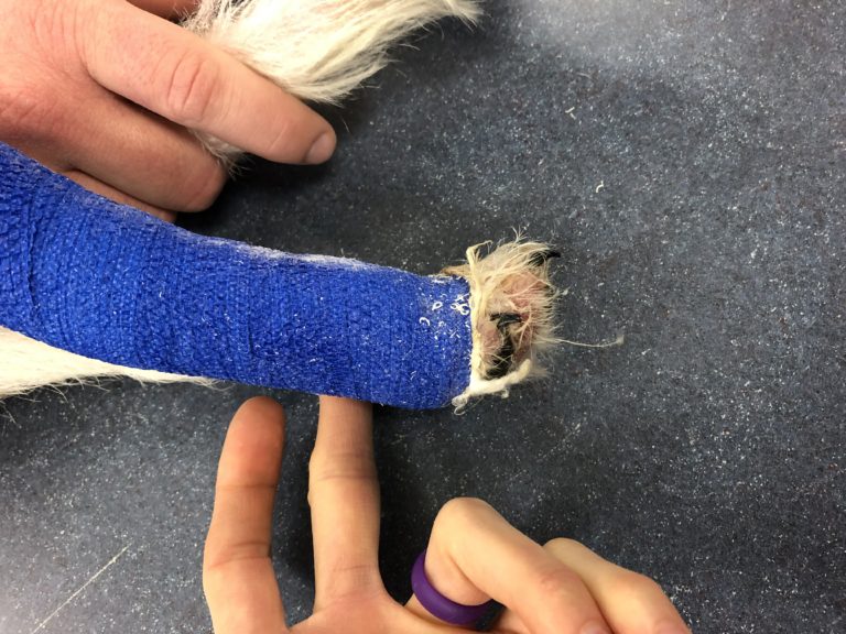 Bandage that is too short in a dog. 