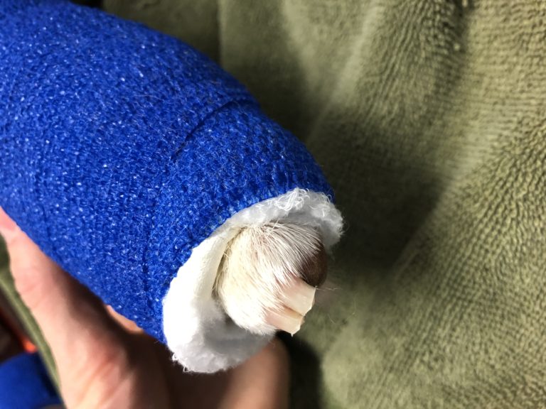Poor bandage technique in a dog. Too much of the toes are exposed. 