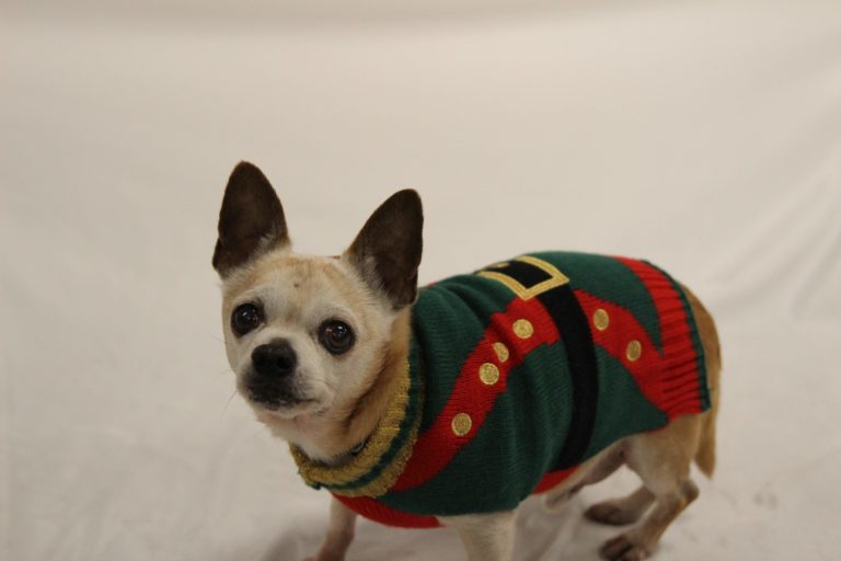 Chihuahua in a Christmas sweater