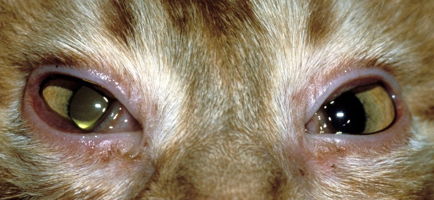 Treating Viral and Bacterial Conjunctivitis in Cats 