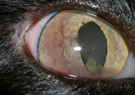Fibrinous uveitis in a cat infected with Bartonella henselae