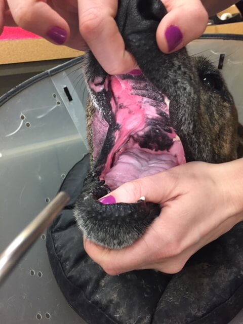 Canine oral FSA, treated with surgery and radiation.