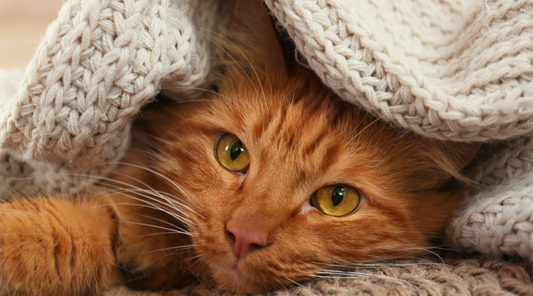 Cat in blanket