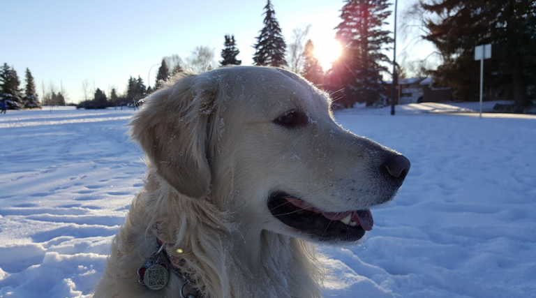 Pet Cold Safety - Dog in Snow