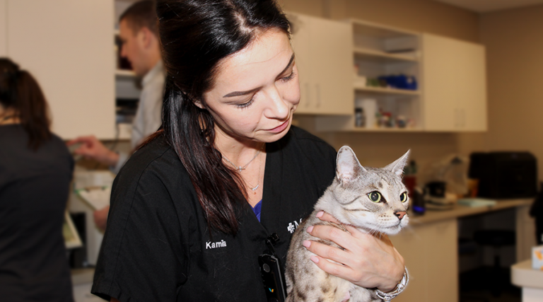 Kamila examining Loki a bengal cat