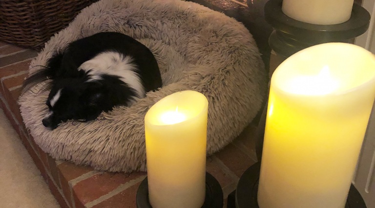 Pet Valentine's Day - Flameless Candles with dog 