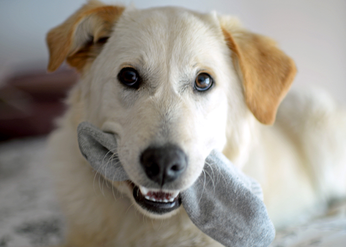 Foreign Bodies - Dog chewing on sock