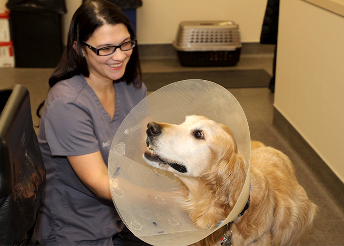 Foreign Object - Dog in an E-collar