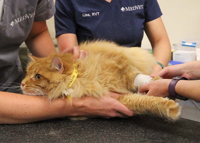 Asthma in Cats - Cat getting blood drawn