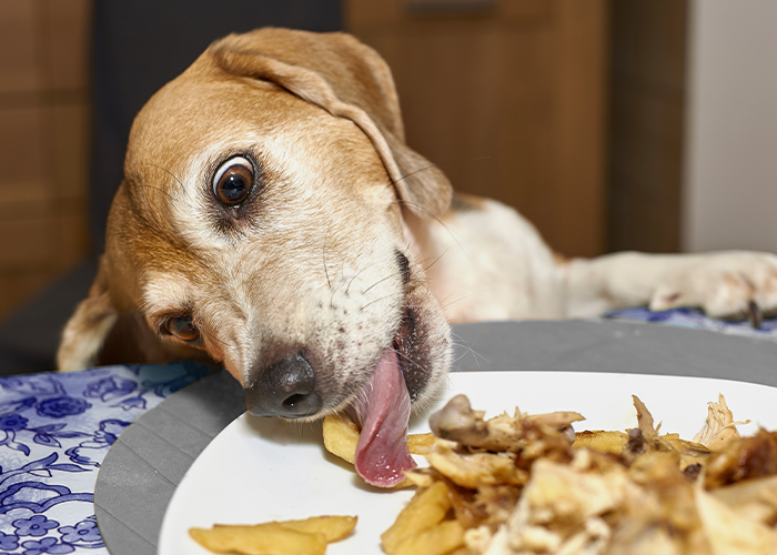 Pet Pancreatitis - Dog eating off plate on table.