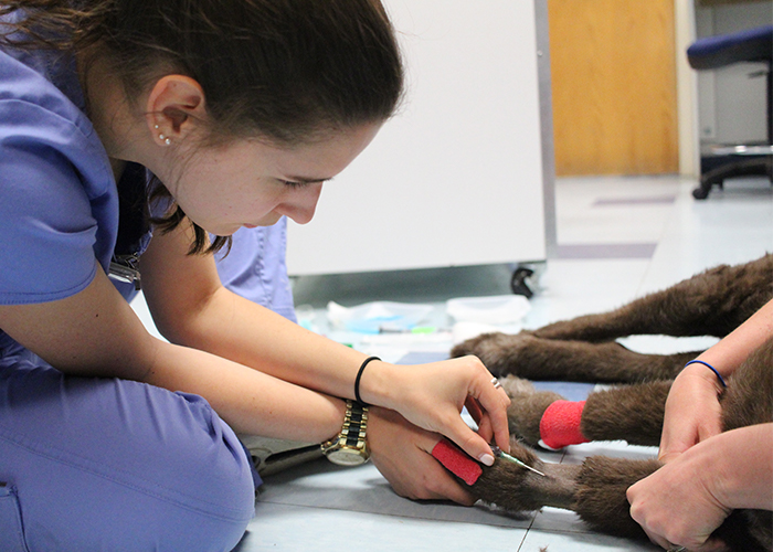 Pet Pancreatitis - Dog getting blood drawn.