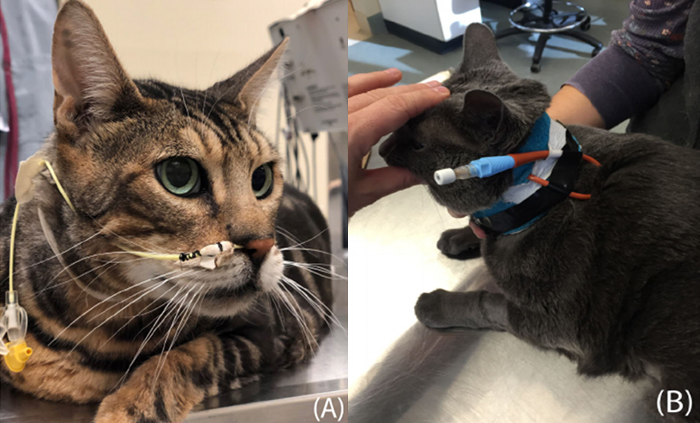 Pet Pancreatitis - Nasoesophageal (A) and esophagostomy (B) tubes being used in hospital for nutritional support.