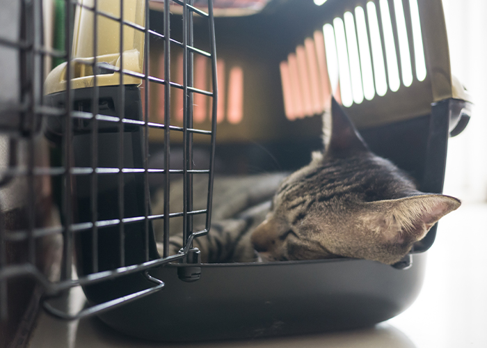 Cat sleeping in crate