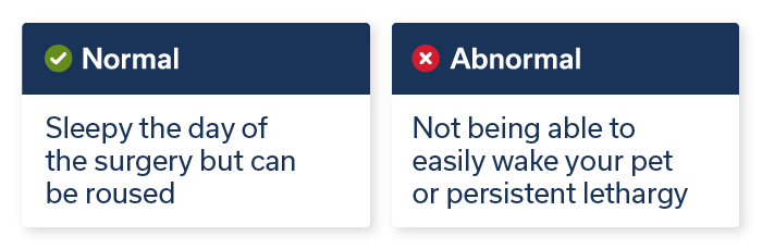 Pet Post-Surgery - Normal-Abnormal Sleepiness